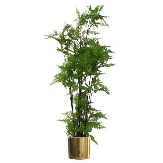 150cm Artificial Fern Plant with Natural Moss Base in Gold Metal Planter