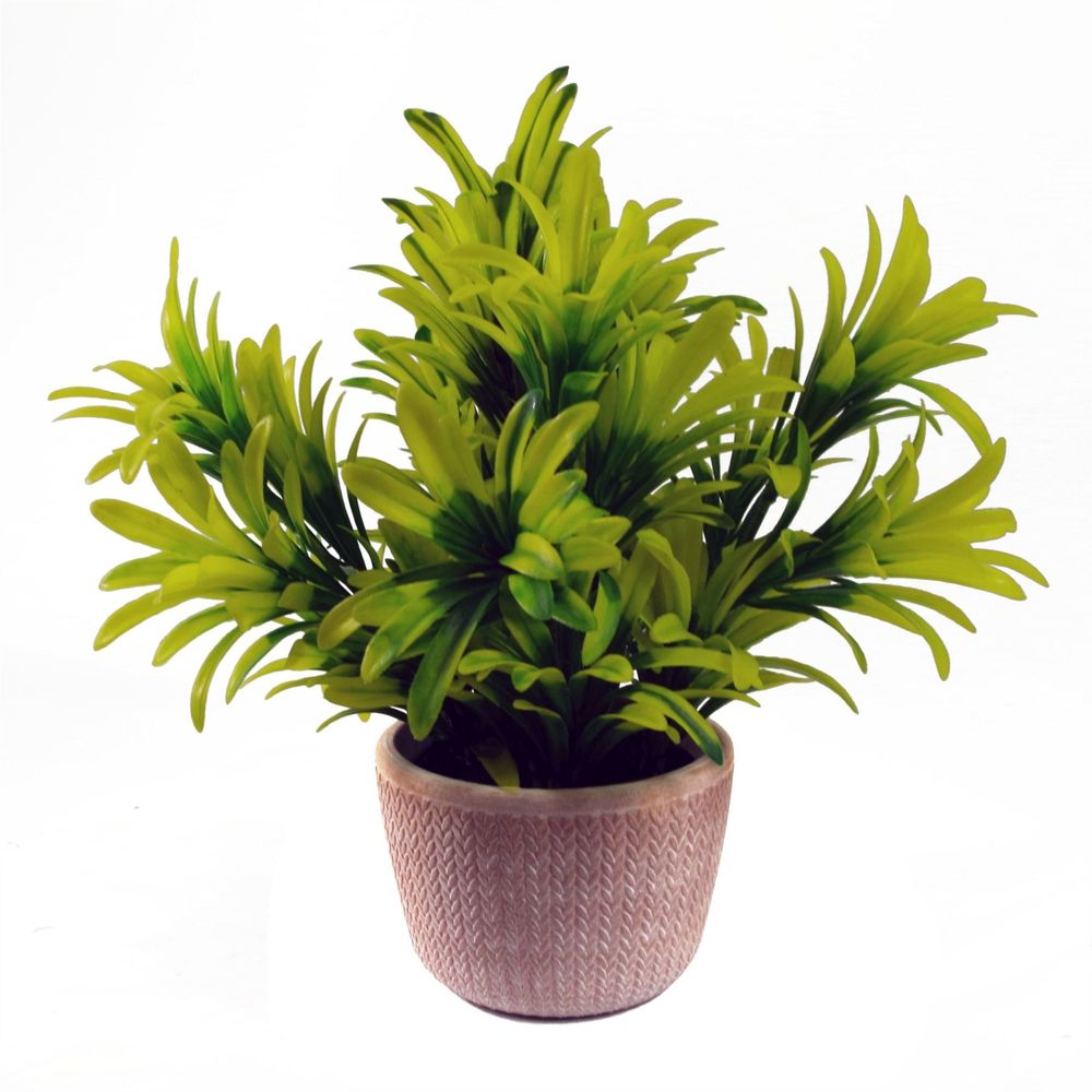 22cm Light Green Foliage Honey Plant in Terracotta Pot