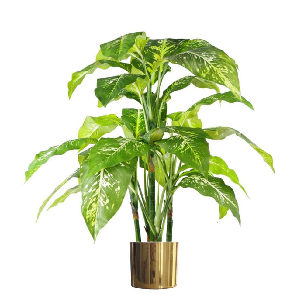 100cm Large Fox's Aglaonema (Spotted Evergreen) Tree in Gold Metal Planter