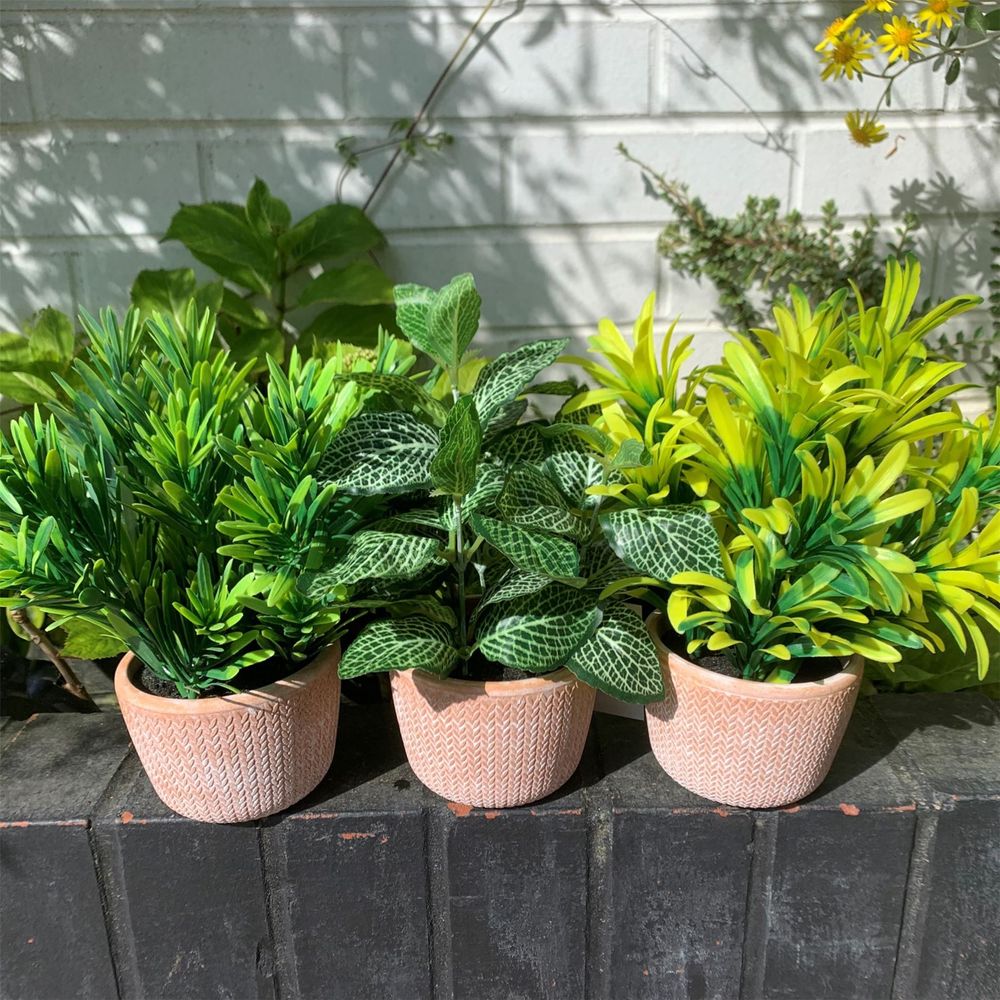 22cm Light Green Foliage Honey Plant in Terracotta Pot