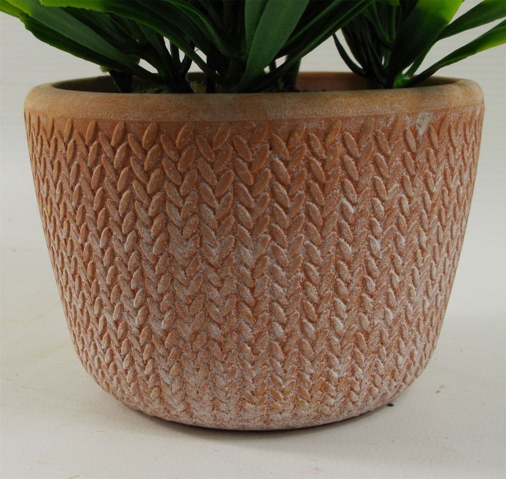 22cm Light Green Foliage Honey Plant in Terracotta Pot