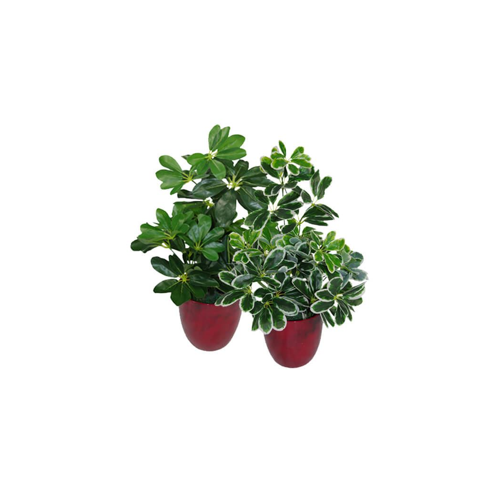 55cm Variegated Artificial Schefflera Arboricola Plant for Colourful Home Accents