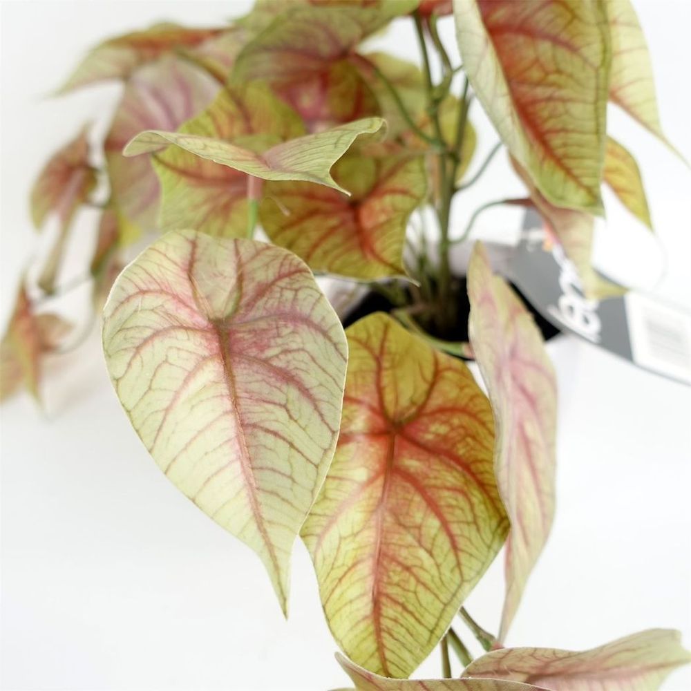 30cm Potted Trailing Pink Caladium Plant - Artificial