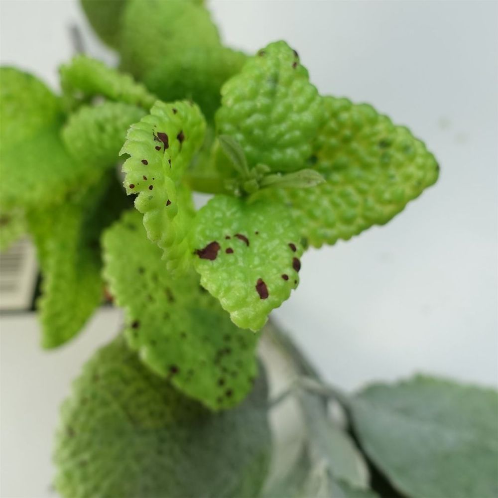 125cm Artificial Hanging Trailing Mint Leaf Garland