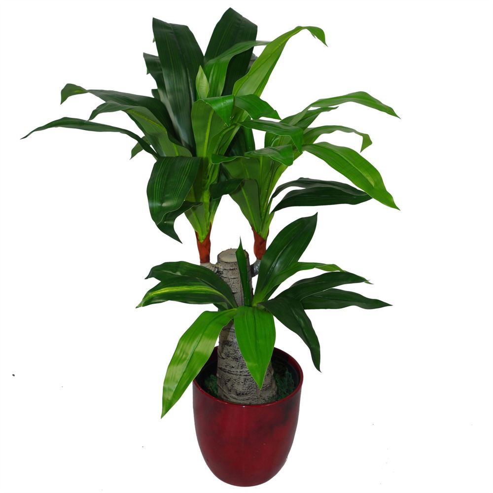 75cm Artificial Dracaena Plant with Wide Trunk and Triple Branch for Statement Decor