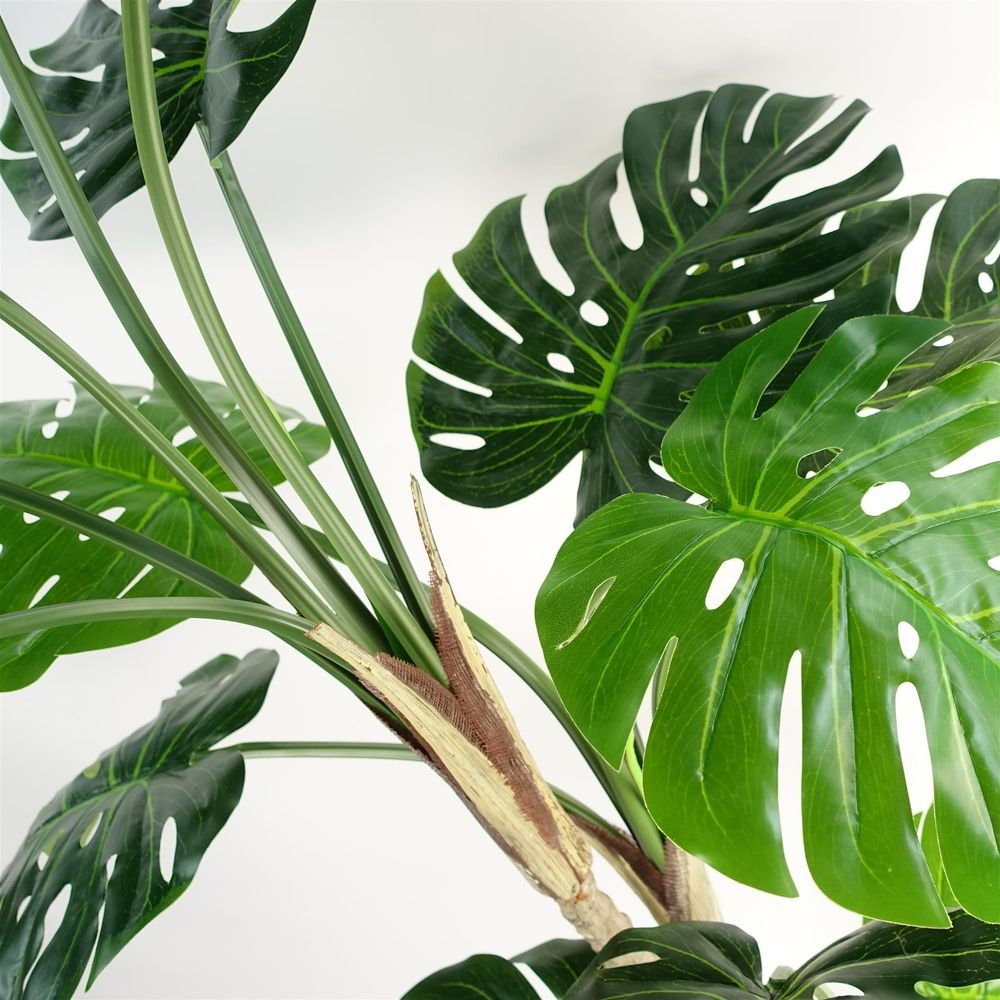 150cm (5ft) Luxury Monstera Plant in Elegant Black Pot