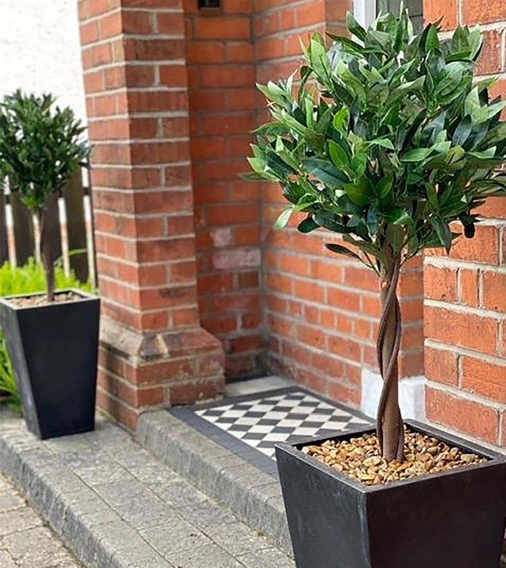 Outdoor friendly plants