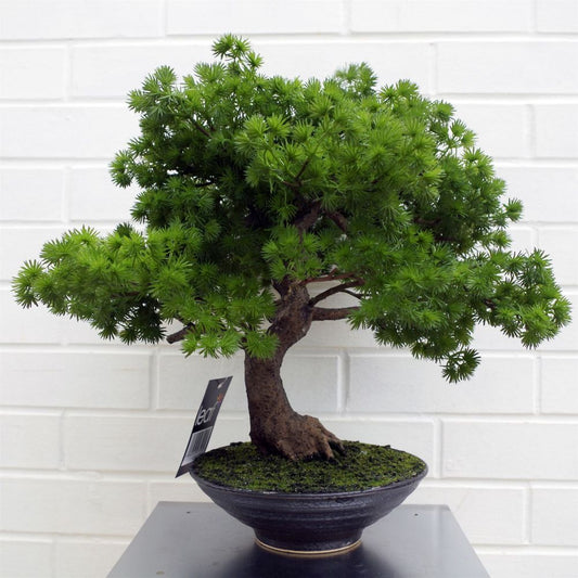 50cm Luxury Artificial Pine Bonsai Tree - Charming Miniature Decor