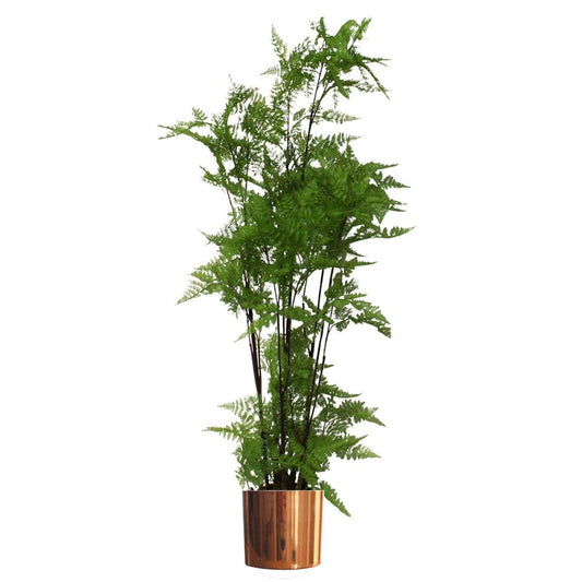 150cm Artificial Fern Plant with Natural Moss Base in Copper Metal Planter