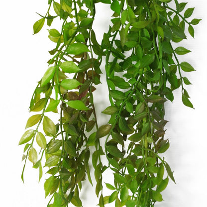 100cm Dark Green Hanging String of Pearls Fern Plant - Realistic Look