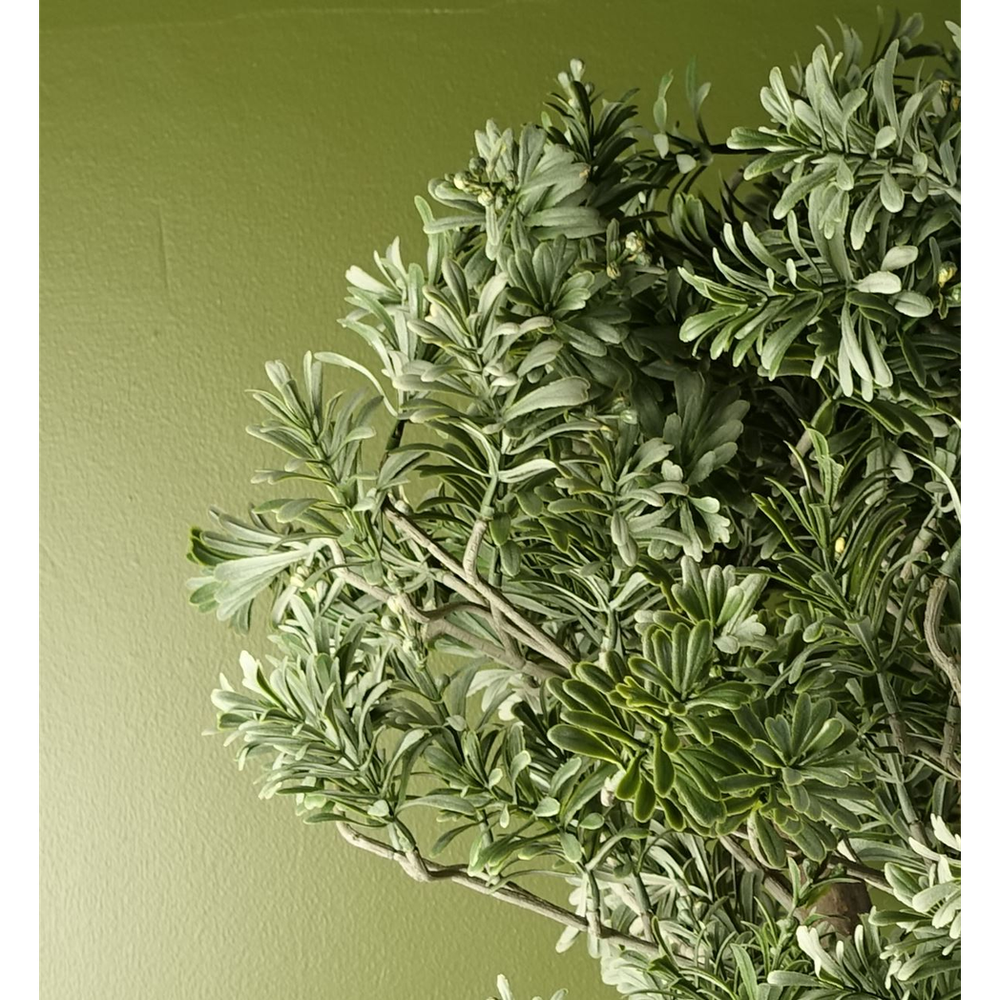 Artificial Evergreen Shrub Plant - Artemisa