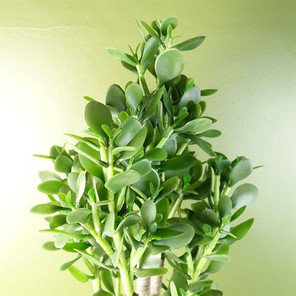 75cm Deluxe Artificial Green Jade Plant