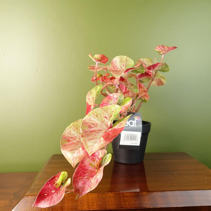 35cm Realistic Artificial Pink Splash Caladium, Perfect for Trailing Hanging Displays