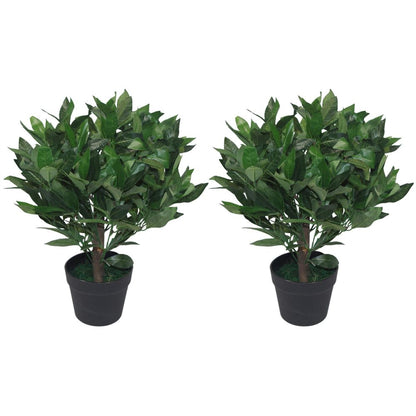 Pair of 50cm Dwarf Bay Tree Topiary Bushes for Stylish Garden Decor