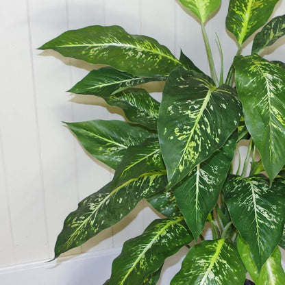 100cm Fox's Aglaonema Tree - Large Spotted Evergreen for Indoor Spaces