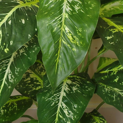 100cm Large Fox's Aglaonema (Spotted Evergreen) Tree in Copper Metal Planter