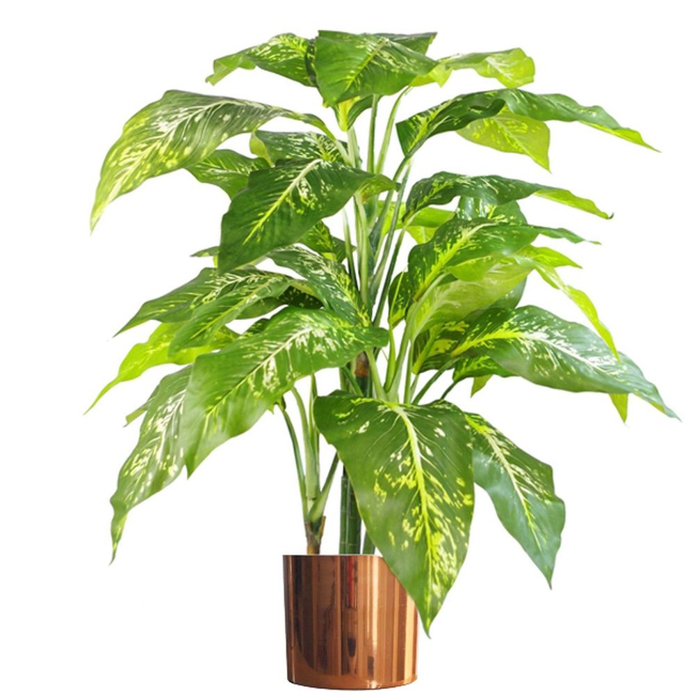 100cm Large Fox's Aglaonema (Spotted Evergreen) Tree in Copper Metal Planter