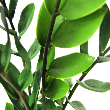 75cm Artificial Zanzibar Green Gem Zamioculcas Succulent Plant for Indoor Use