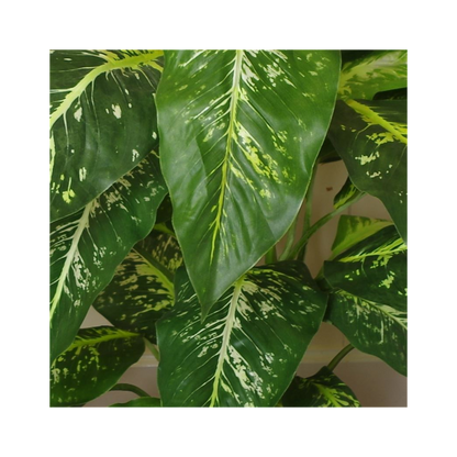 100cm Large Fox's Aglaonema (Spotted Evergreen) Tree in Silver Metal Planter