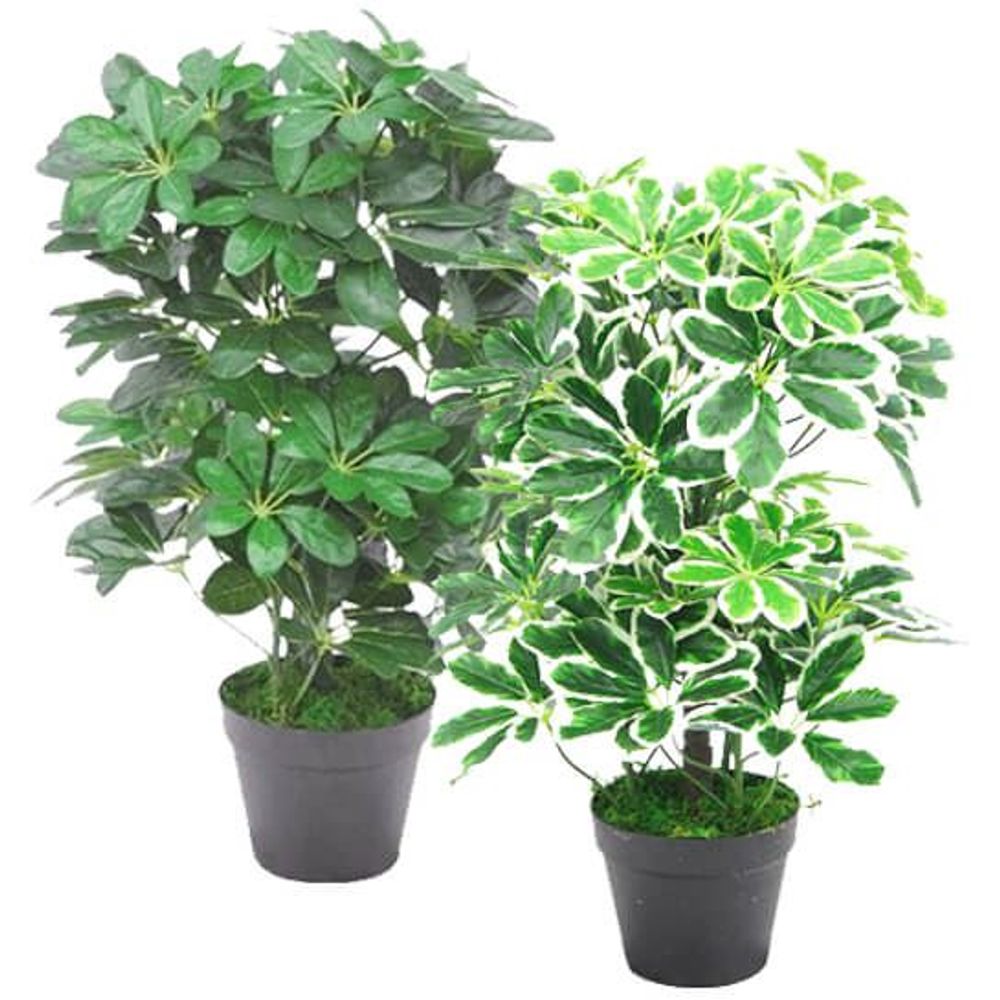 55cm Dark Green Artificial Schefflera Arboricola Plant for Indoor Greenery