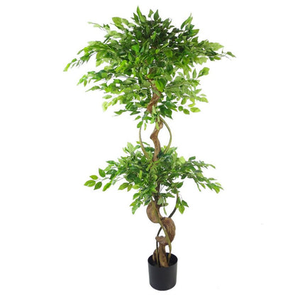 150cm Twisted Trunk Japanese Fruticosa Ficus Tree with Gold Planter for Luxe Appeal