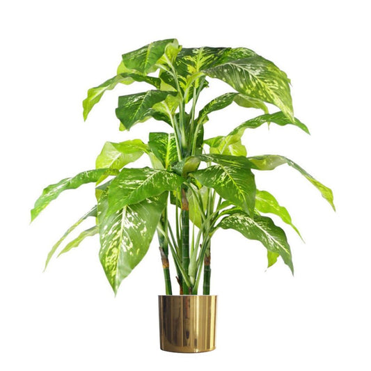 100cm Large Fox's Aglaonema (Spotted Evergreen) Tree in Gold Metal Planter