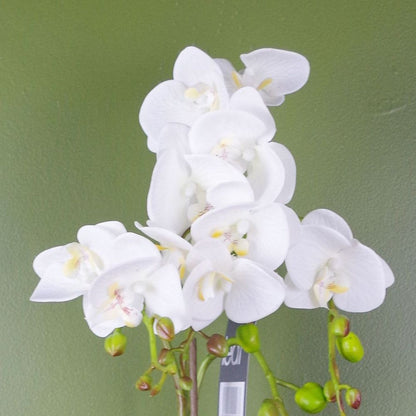 54cm Artificial White Orchid Plant with Gold Pot