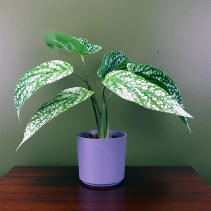 35cm Spotted Leopard Plant - Artificial in Planter