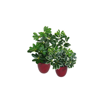 55cm Variegated Artificial Schefflera Arboricola Plant for Colourful Home Accents