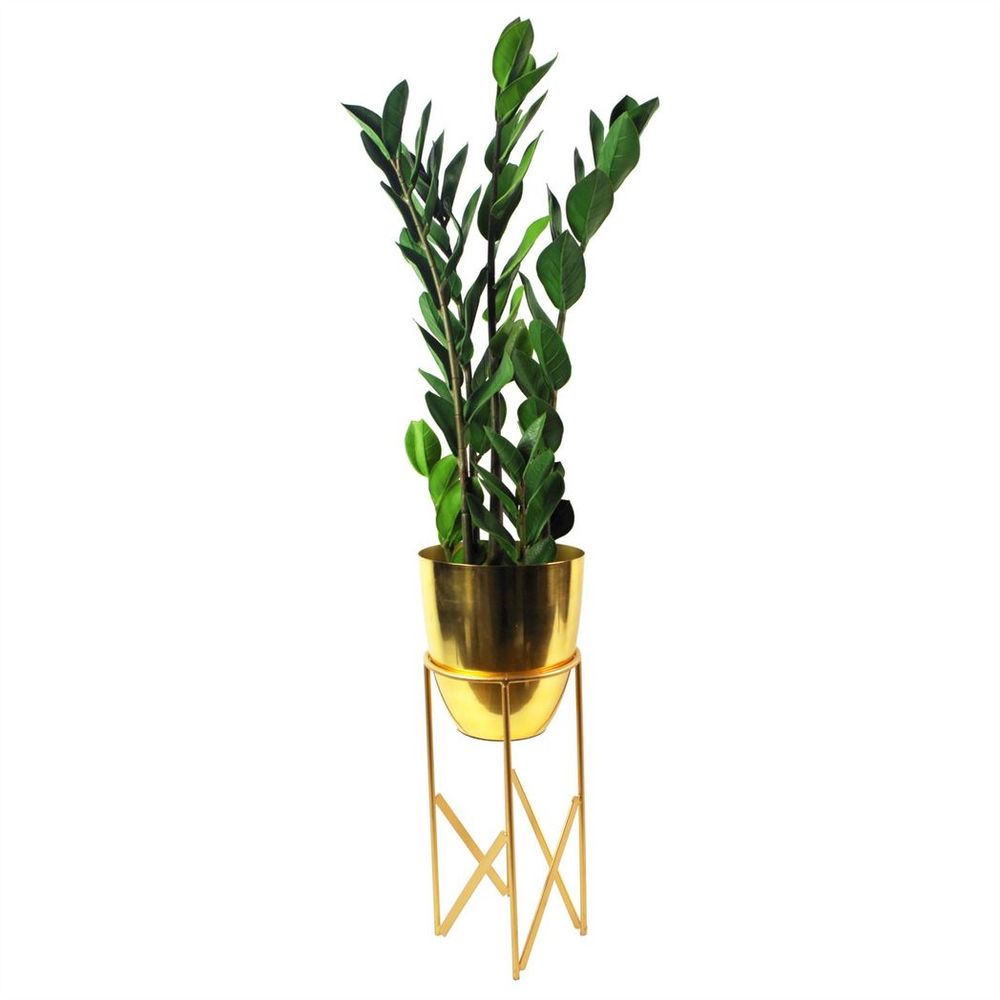 75cm Artificial Zanzibar Green Gem Zamioculcas Succulent Plant for Indoor Use