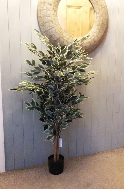 130cm Tall Variegated White/Green Bushy Ficus Tree