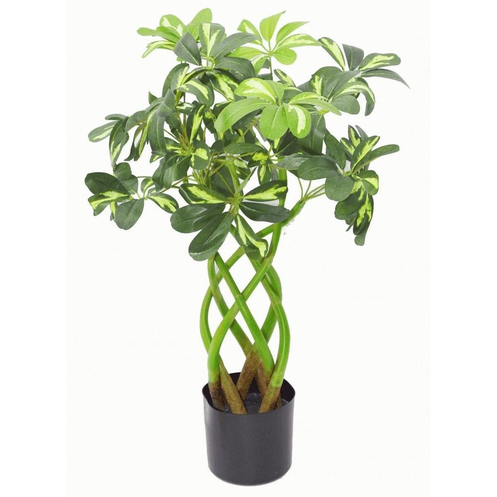 70cm Modern Artificial Arboricola Bonsai Bush with Twisted Stem