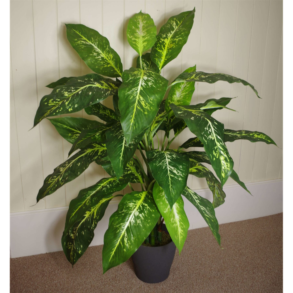 100cm Large Fox's Aglaonema (Spotted Evergreen) Tree in Silver Metal Planter