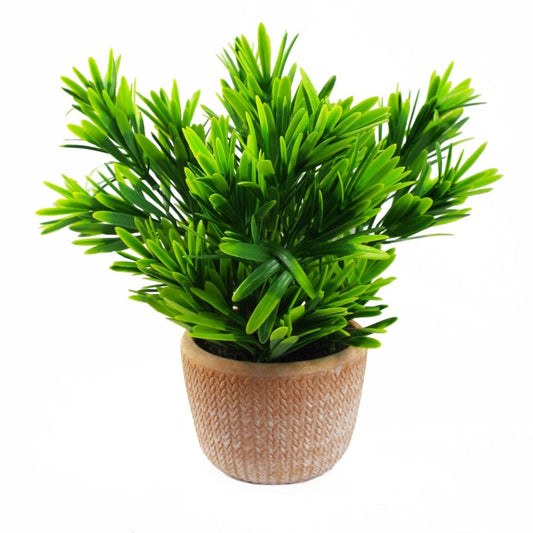 22cm Dark Green Foliage Honey Plant in Terracotta Pot