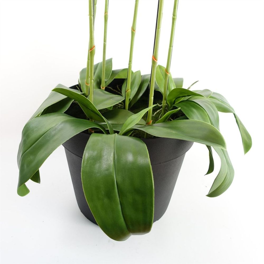 110cm Large Black Artificial Orchid Plant - 41 Real Touch Flowers
