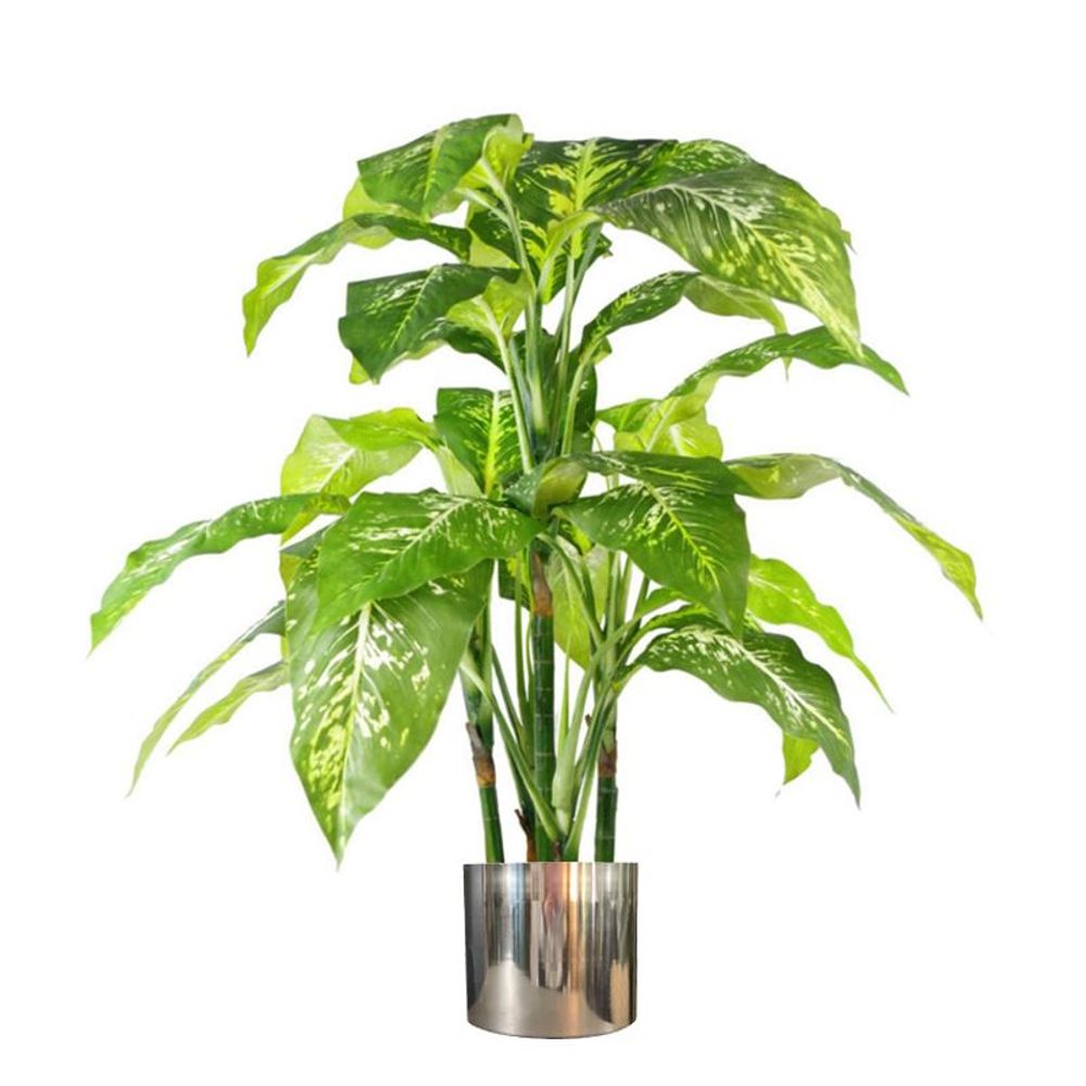 100cm Large Fox's Aglaonema (Spotted Evergreen) Tree in Silver Metal Planter