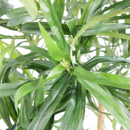 100cm Premium Dracaena Plant with Pot - Perfect for Indoor Styling