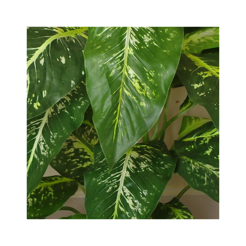 100cm Fox's Aglaonema Tree - Large Spotted Evergreen for Indoor Spaces