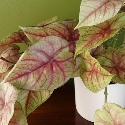 30cm Realistic Potted Trailing Pink Caladium Plant - Artificial Design