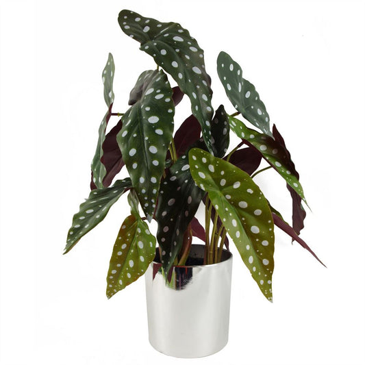 40cm Artificial Begonia Maculata Plant - Spotty