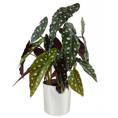 40cm Artificial Begonia Maculata Plant for Indoor Decor