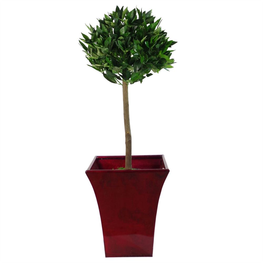 Pair of 90cm Artificial Topiary Bay Laurel Ball Trees with Plain Stem for Decor