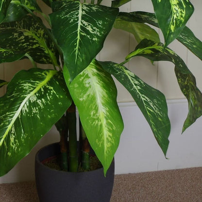 100cm Fox's Aglaonema Tree - Large Spotted Evergreen for Indoor Spaces