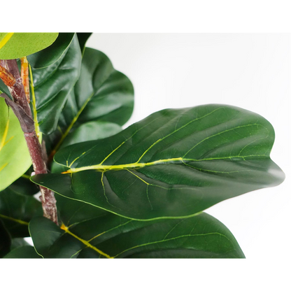 150cm Premium Fiddle Leaf Fig Tree - Stunning for Home Styling