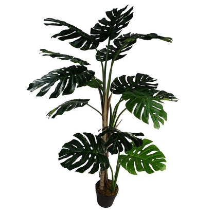 150cm (5ft) Luxury Monstera Plant in Elegant Black Pot