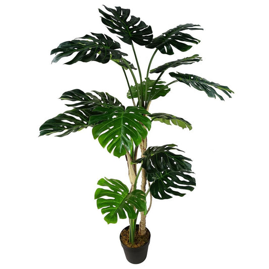 150cm (5ft) Luxury Monstera Cheese Plant in Elegant Black Pot