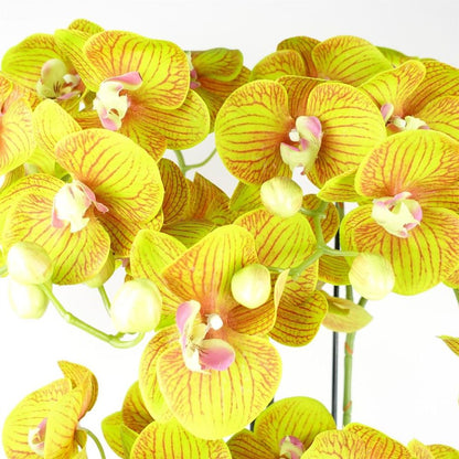 80cm Large Lime Yellow Artificial Orchid Plant - 41 Real Touch Flowers