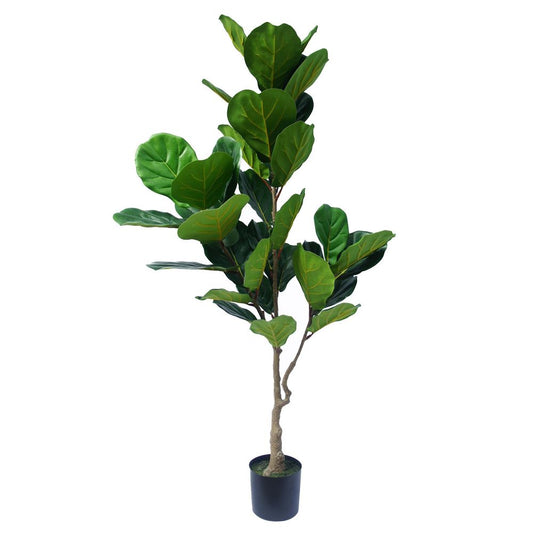 150cm Premium Fiddle Leaf Fig Tree - Stunning for Home Styling