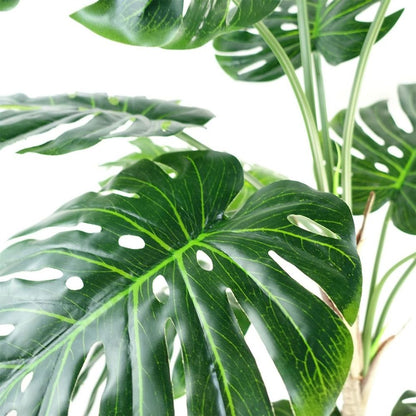 150cm (5ft) Luxury Monstera Plant in Elegant Black Pot