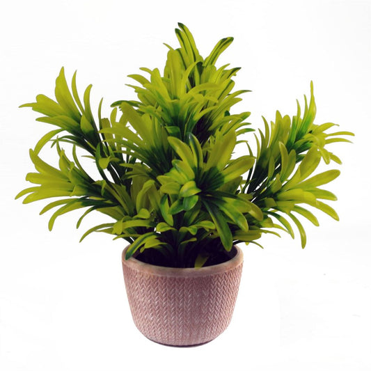 22cm Light Green Honey Plant in Terracotta Pot